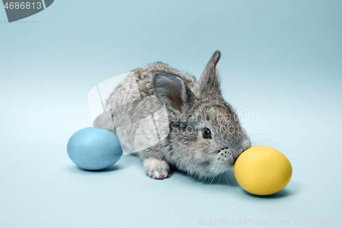 Image of Easter bunny rabbit with painted eggs on blue background. Easter holiday concept.