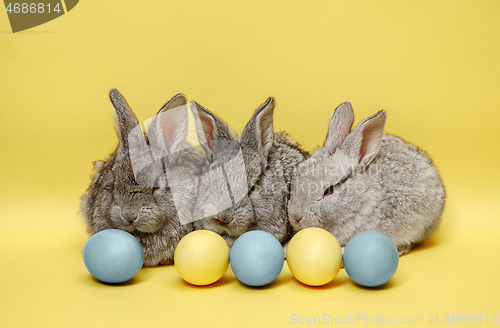 Image of Easter bunny rabbits with painted eggs on yellow background. Easter holiday concept.