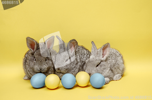 Image of Easter bunny rabbits with painted eggs on yellow background. Easter holiday concept.