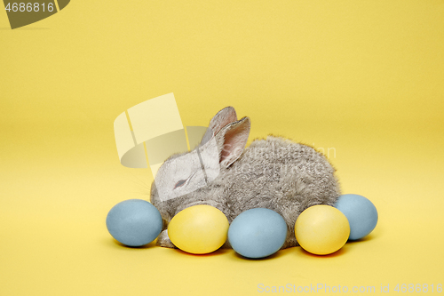 Image of Easter bunny rabbit with painted eggs on yellow background. Easter holiday concept.