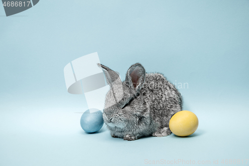 Image of Easter bunny rabbit with painted eggs on blue background. Easter holiday concept.