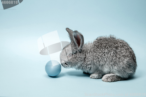 Image of Easter bunny rabbit with painted egg on blue background. Easter holiday concept.