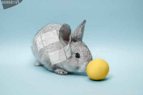 Image of Easter bunny rabbit with painted egg on blue background. Easter holiday concept.