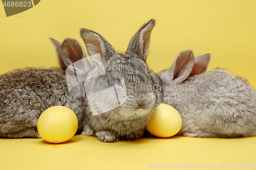 Image of Easter bunny rabbits with painted eggs on yellow background. Easter holiday concept.