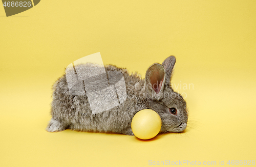 Image of Easter bunny rabbit with painted egg on yellow background. Easter holiday concept.