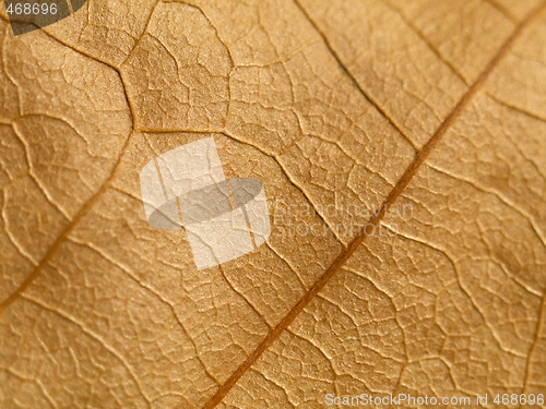 Image of Brown leaf macro