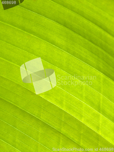 Image of Beautiful banana leaf