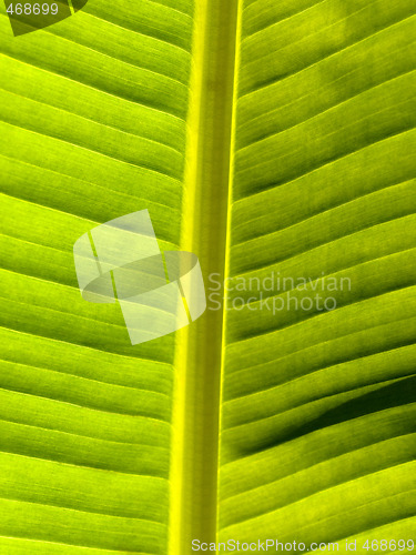 Image of Beautiful banana leaf