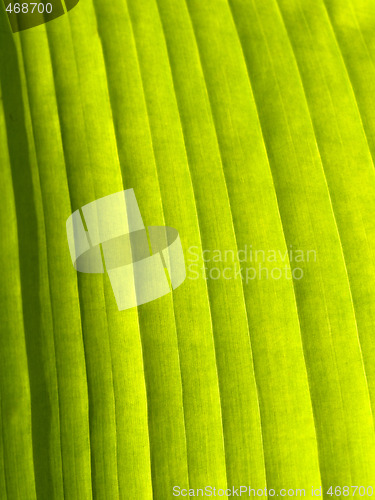 Image of Beautiful banana leaf