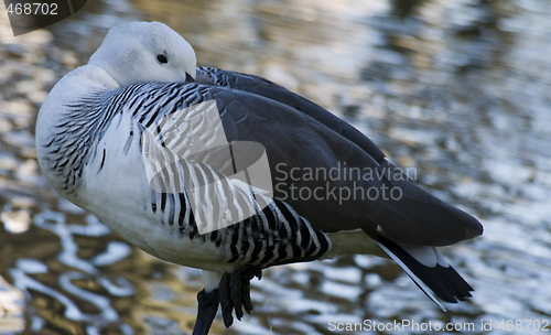 Image of Bird perched on one leg