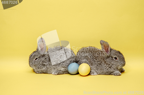 Image of Easter bunny rabbits with painted eggs on yellow background. Easter holiday concept.