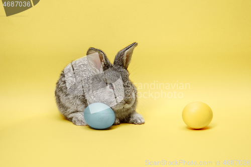 Image of Easter bunny rabbit with painted eggs on yellow background. Easter holiday concept.