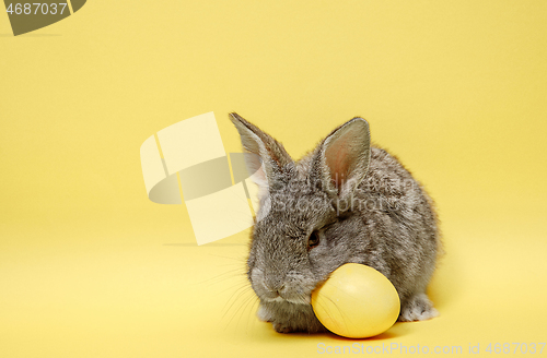 Image of Easter bunny rabbit with painted egg on yellow background. Easter holiday concept.