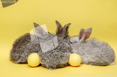 Image of Easter bunny rabbits with painted eggs on yellow background. Easter holiday concept.