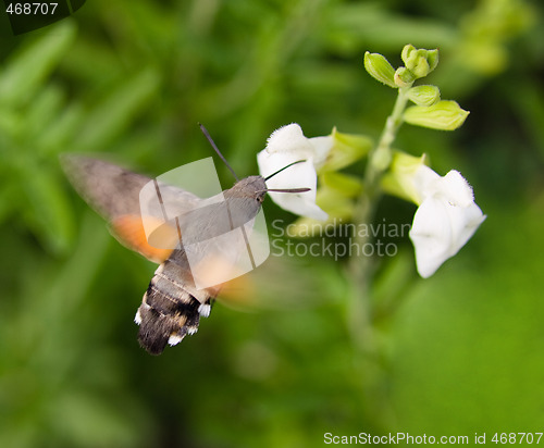 Image of Hummingbird moth