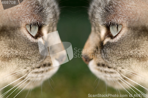 Image of cat face to face