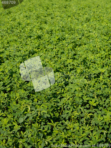 Image of Fresh clover field
