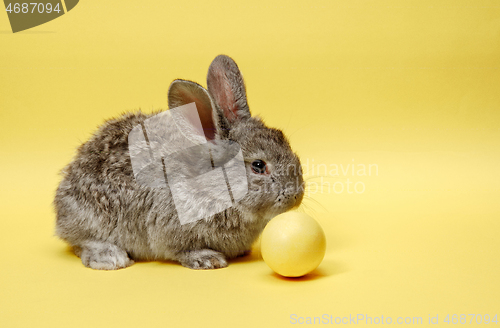 Image of Easter bunny rabbit with painted egg on yellow background. Easter holiday concept.