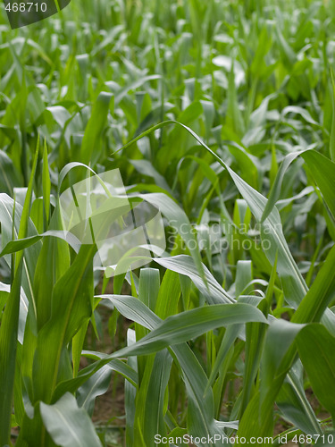 Image of Corn crops field