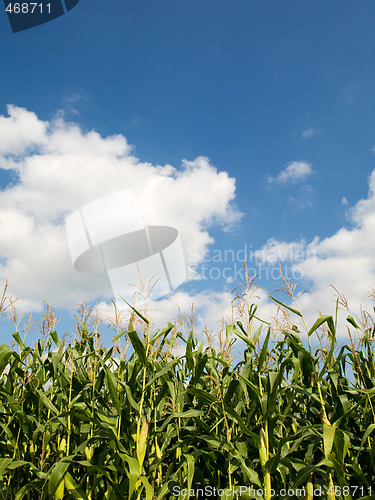 Image of Corn crops field