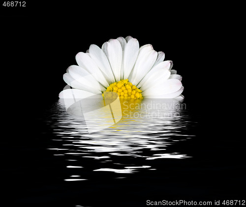 Image of Daisy flower reflection