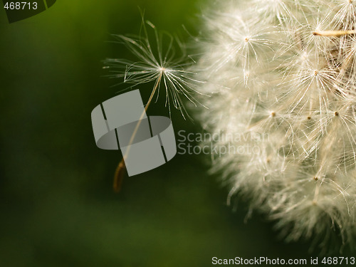 Image of Dandelion macro