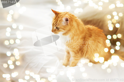 Image of red tabby cat at home in bed