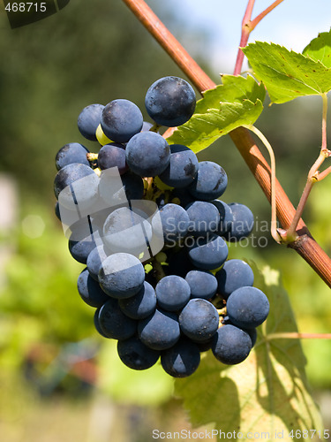 Image of dark grapes closeup