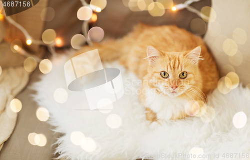 Image of red tabby cat on sofa with sheepskin at home