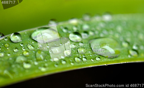 Image of Rain drops on leaves 