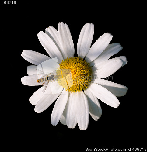 Image of Daisy flower 