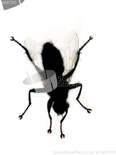 Image of Housefly isolated on white