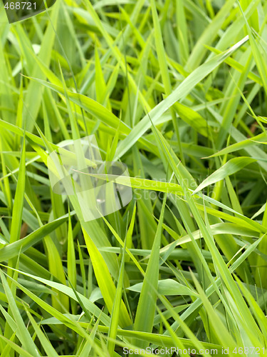 Image of Beautiful fresh grass background