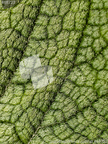 Image of Hairy leaf