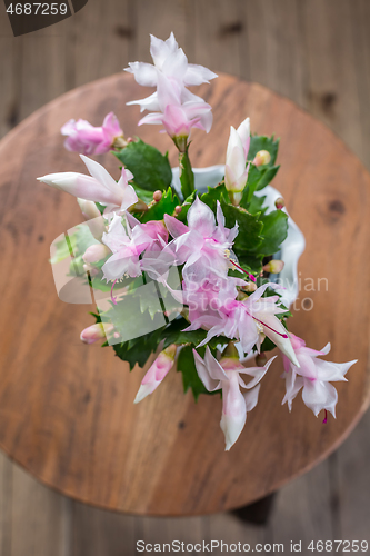 Image of Christmas cactus (Schlumbergera) plant in pot 