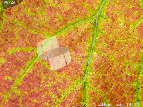 Image of vineyard leaf macro