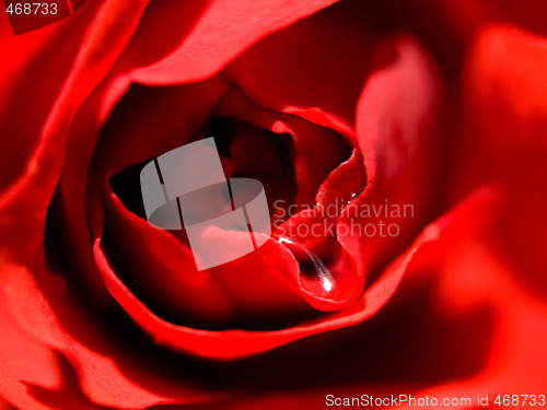 Image of Red rose macro