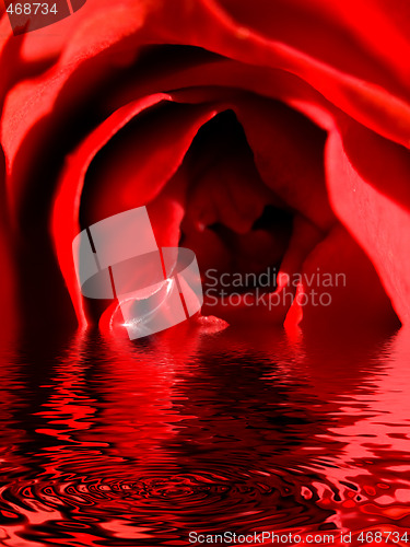Image of Beautiful red rose