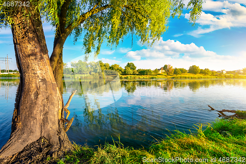 Image of Pond and forest