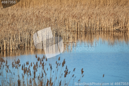 Image of Swamp with plants growing