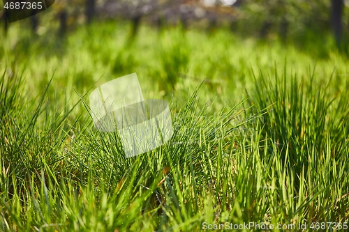 Image of Green Grass Field