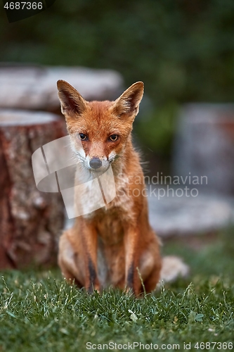 Image of Fox at night in the countryside