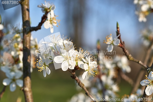 Image of Spring blooming tree branch