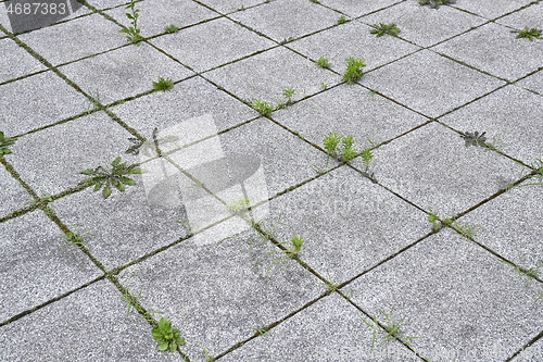 Image of Weed growing in a deserted urban area