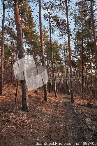 Image of Forest of Pines walkway path