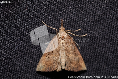 Image of Moth on dark textile