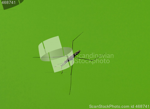 Image of Water strider macro