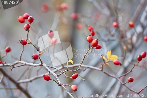 Image of Rosehips herb closeup