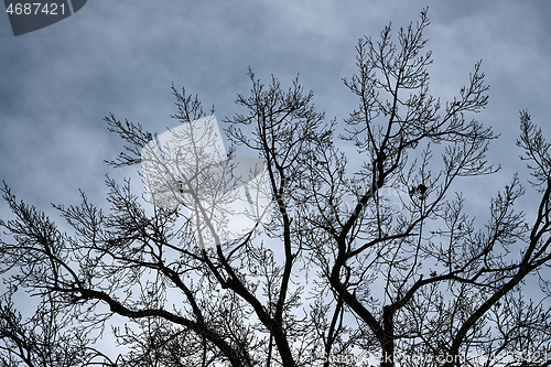 Image of Bare tree branches