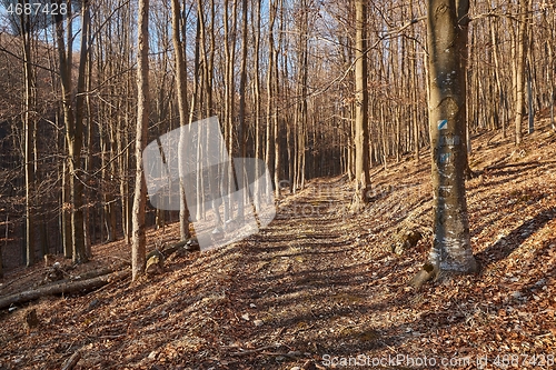 Image of Autumn forest path